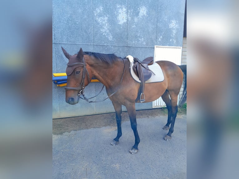 Pur-sang anglais Croisé Hongre 16 Ans 165 cm Bai in Wachtberg