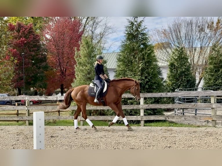 Pur-sang anglais Hongre 16 Ans 170 cm Alezan brûlé in Gap