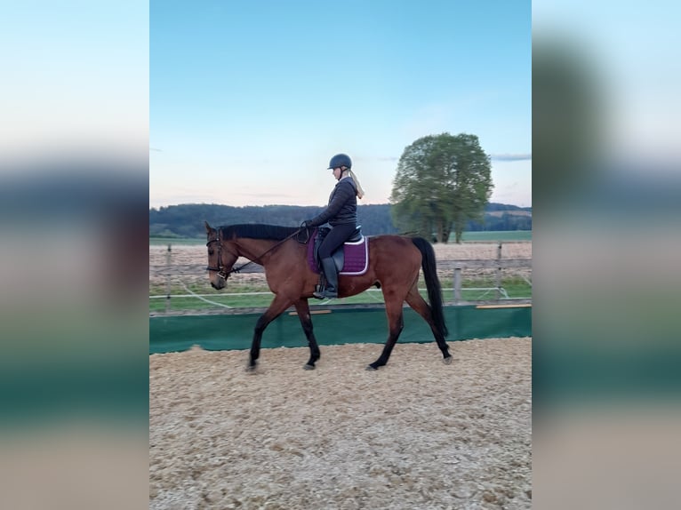 Pur-sang anglais Hongre 17 Ans 162 cm Bai in Neufahrn in Niederbayern