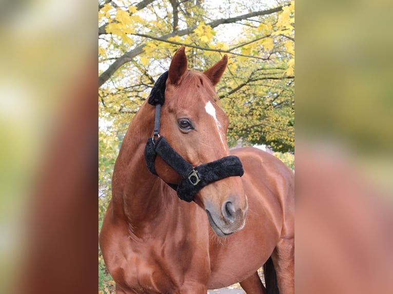 Pur-sang anglais Hongre 17 Ans 170 cm Alezan in Hannover