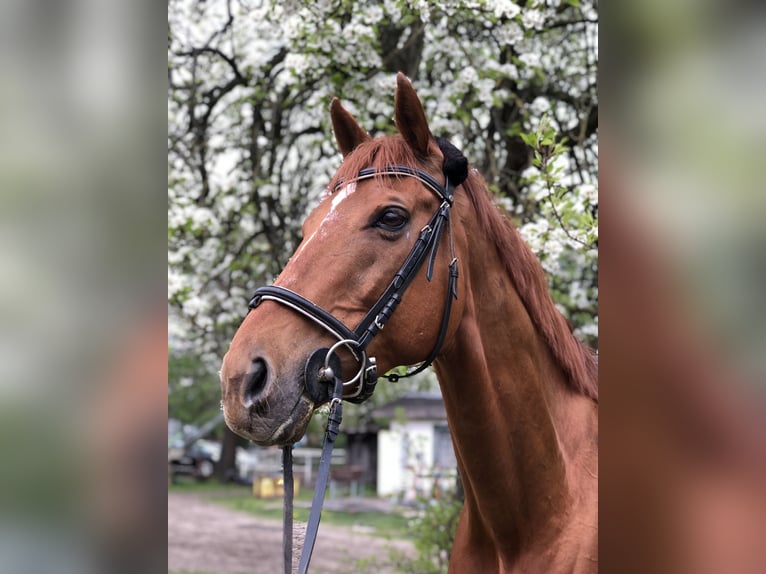 Pur-sang anglais Hongre 17 Ans 170 cm Alezan in Hannover