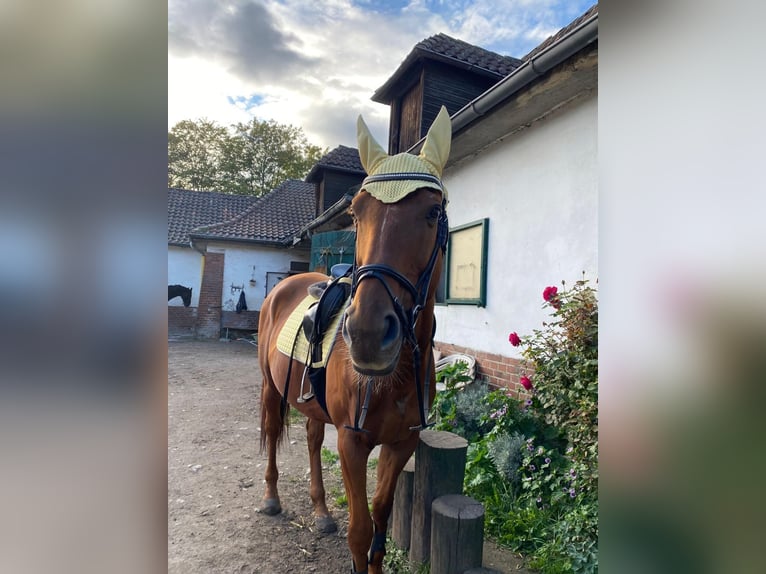 Pur-sang anglais Hongre 17 Ans 170 cm Alezan in Hannover