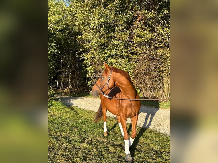 Pur-sang anglais Hongre 18 Ans 160 cm Alezan in Karlskron