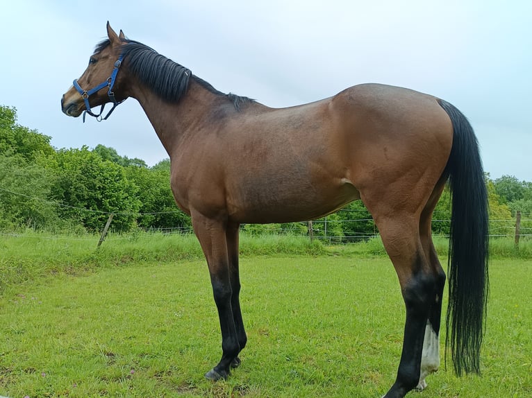 Pur-sang anglais Hongre 18 Ans 166 cm Bai in Chamant