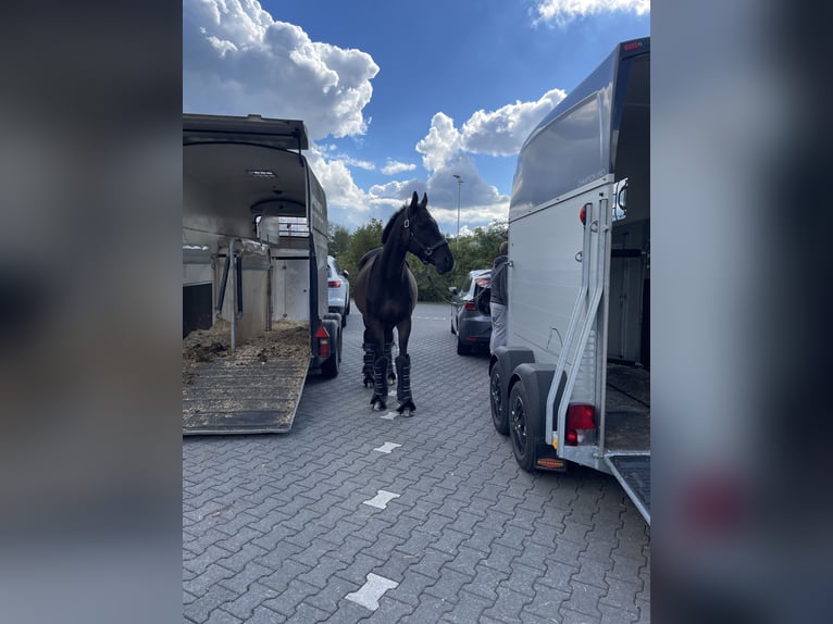 Pur-sang anglais Hongre 18 Ans 167 cm Bai in Bergheim