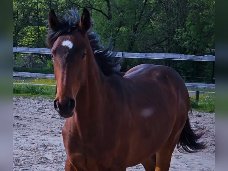 Pur-sang anglais Hongre 1 Année 152 cm Bai in Ulrichstein