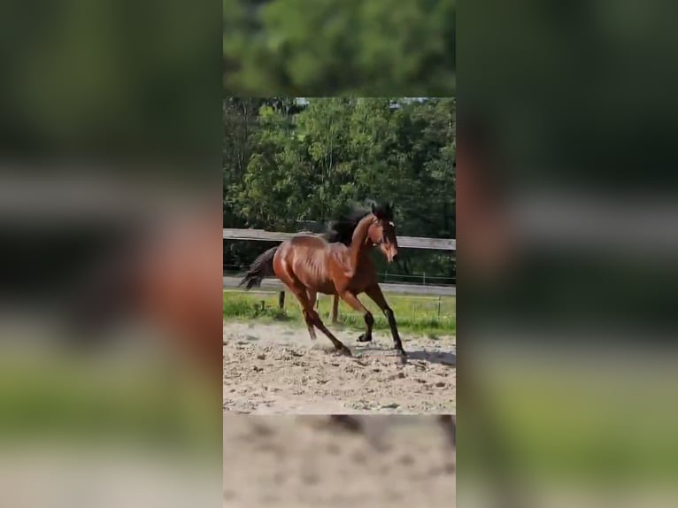 Pur-sang anglais Hongre 1 Année 152 cm Bai in Ulrichstein