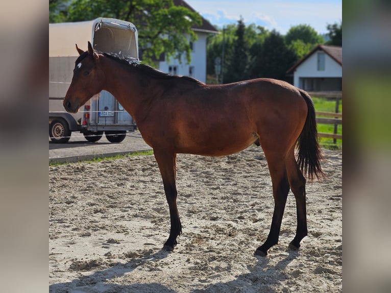 Pur-sang anglais Hongre 1 Année 152 cm Bai in Ulrichstein