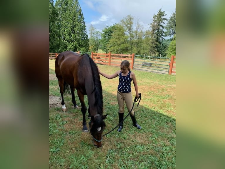 Pur-sang anglais Hongre 20 Ans 163 cm Bai cerise in Shelton, WA