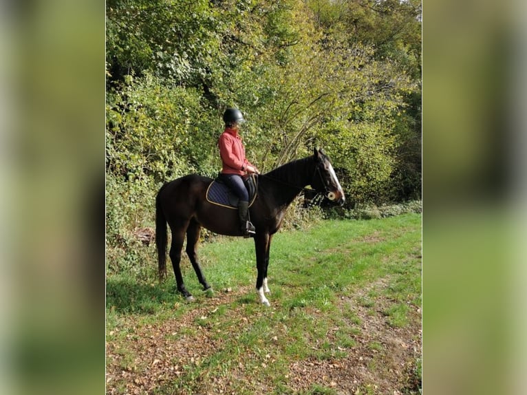 Pur-sang anglais Hongre 22 Ans 165 cm Bai brun foncé in Coulommiers