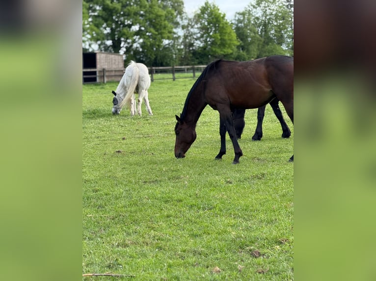 Pur-sang anglais Hongre 2 Ans 150 cm Bai in Lüdinghausen