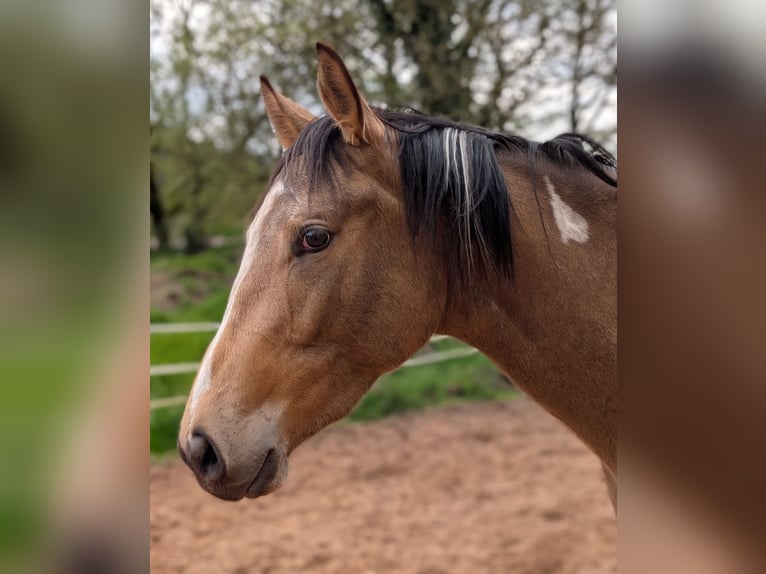 Pur-sang anglais Croisé Hongre 3 Ans 153 cm Pinto in Beckingen