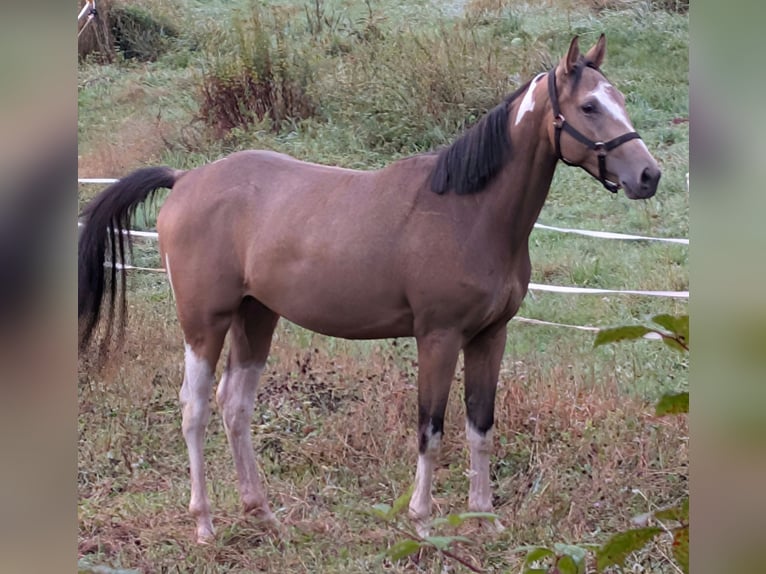 Pur-sang anglais Croisé Hongre 3 Ans 153 cm Pinto in Beckingen