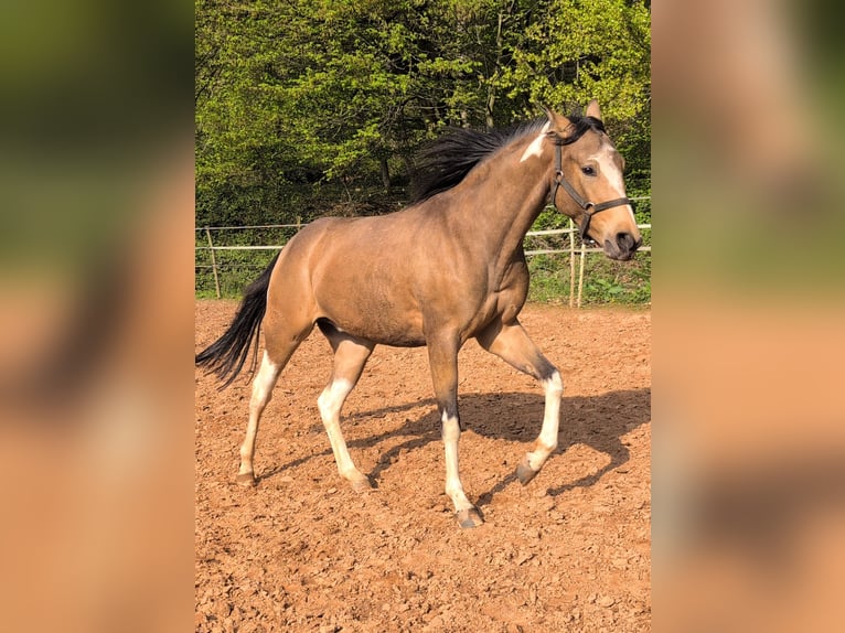 Pur-sang anglais Croisé Hongre 3 Ans 153 cm Pinto in Beckingen