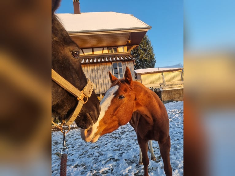 Pur-sang anglais Hongre 3 Ans 156 cm Alezan in Frutigen