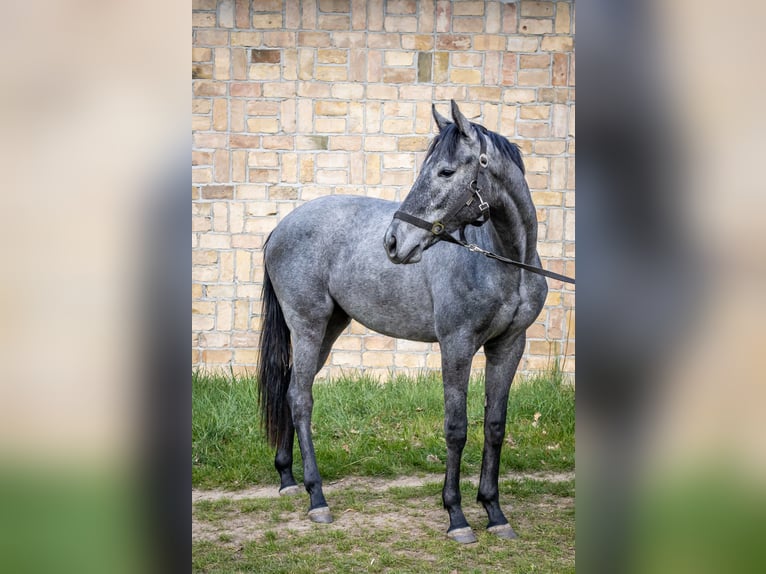 Pur-sang anglais Hongre 3 Ans 160 cm Gris pommelé in Neuenhagen