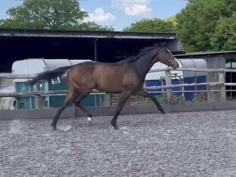 Pur-sang anglais Hongre 3 Ans 163 cm Bai in Lengnau