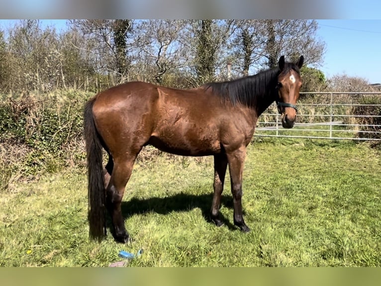 Pur-sang anglais Hongre 3 Ans 163 cm Bai cerise in Cork
