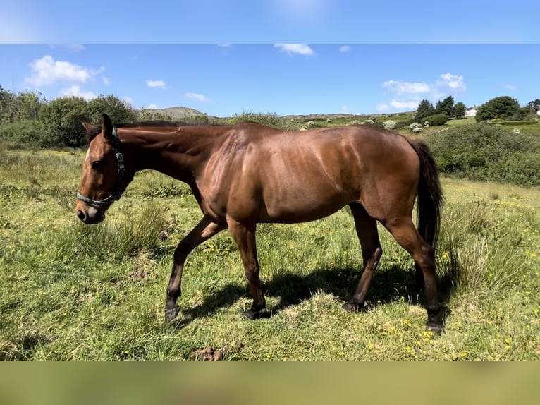 Pur-sang anglais Hongre 3 Ans 163 cm Bai cerise in Cork