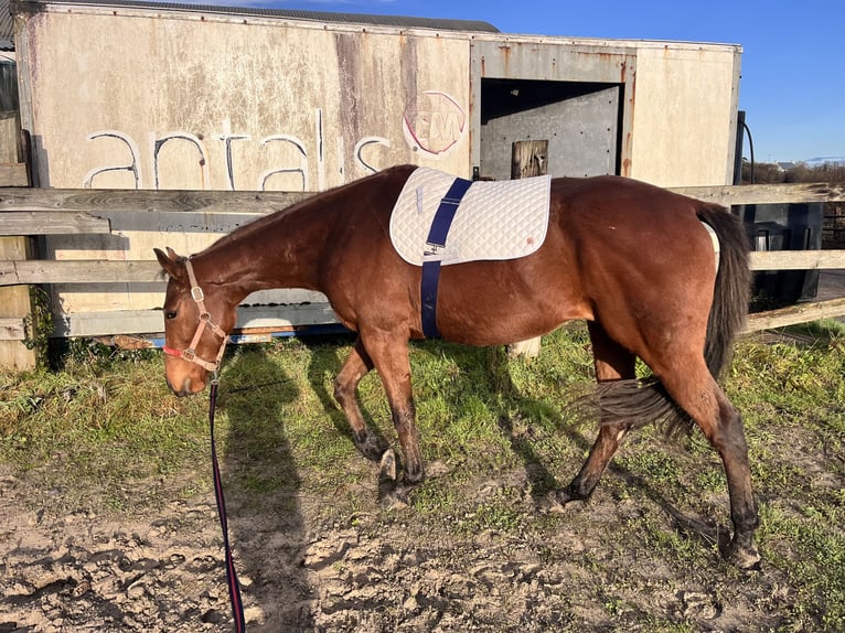 Pur-sang anglais Hongre 3 Ans 163 cm Bai cerise in Cork