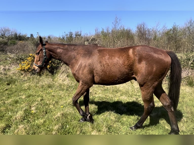 Pur-sang anglais Hongre 3 Ans 163 cm Bai cerise in Cork