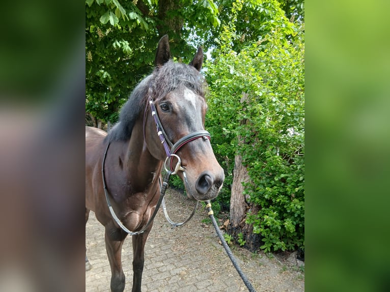 Pur-sang anglais Hongre 3 Ans 165 cm Bai brun foncé in Wassenaar