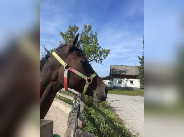 Pur-sang anglais Hongre 3 Ans 167 cm Bai brun foncé in SeehamSeeham