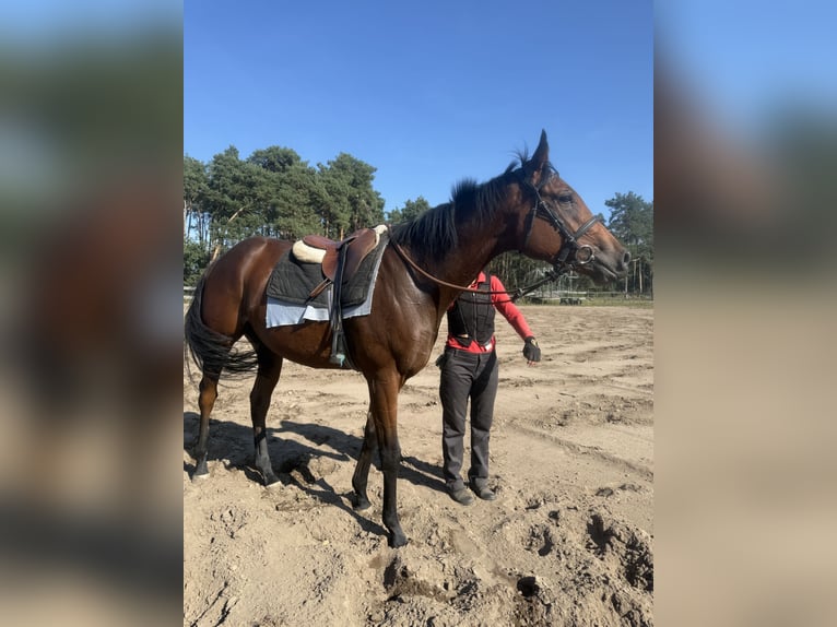 Pur-sang anglais Hongre 3 Ans 169 cm Bai in M&#xF6;ser