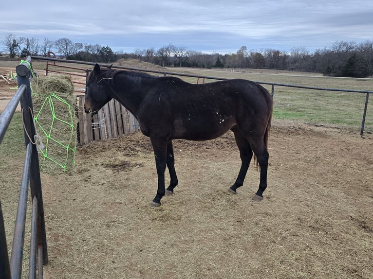 Pur-sang anglais Hongre 4 Ans 152 cm Bai brun in Perkins