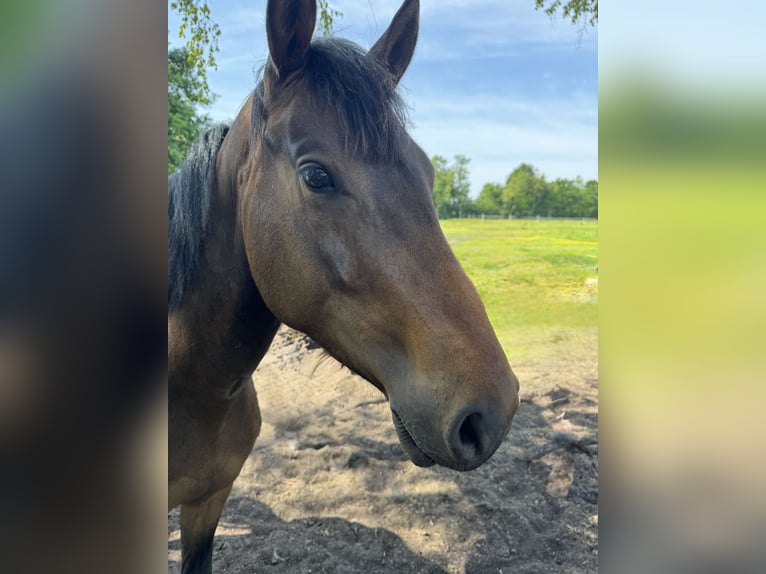 Pur-sang anglais Croisé Hongre 4 Ans 155 cm Bai brun in Bösel