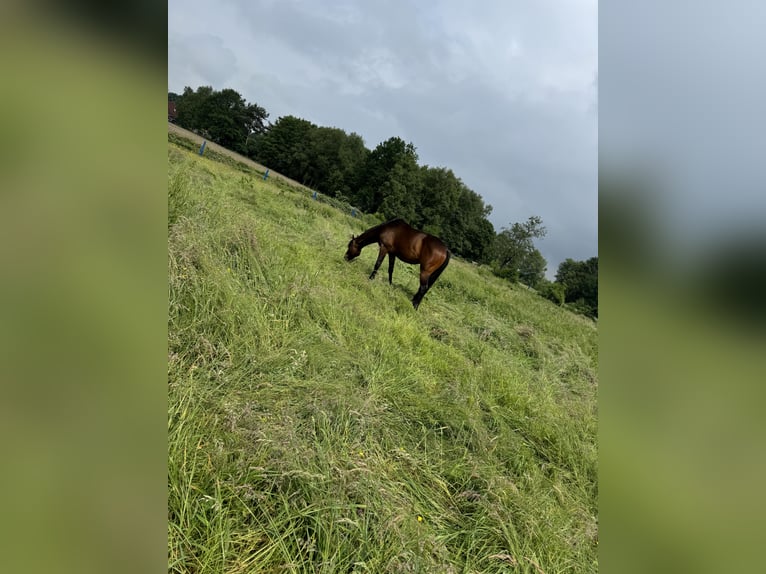 Pur-sang anglais Croisé Hongre 4 Ans 155 cm Bai brun in Bösel