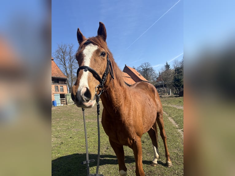 Pur-sang anglais Hongre 4 Ans 160 cm Alezan in BanzinDersenow