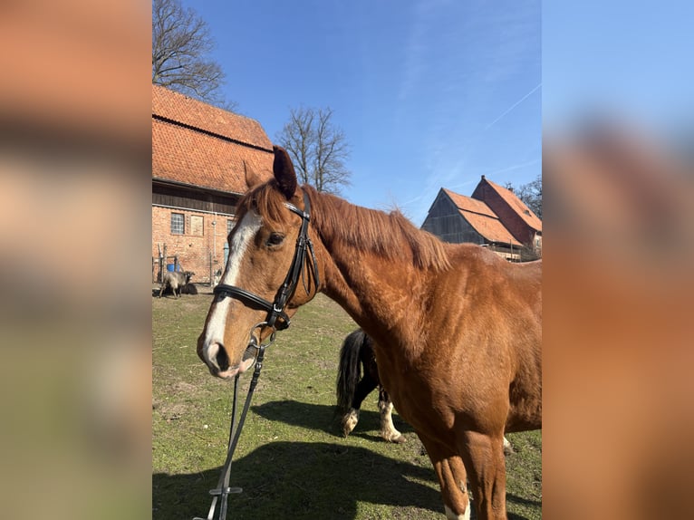 Pur-sang anglais Hongre 4 Ans 160 cm Alezan in BanzinDersenow