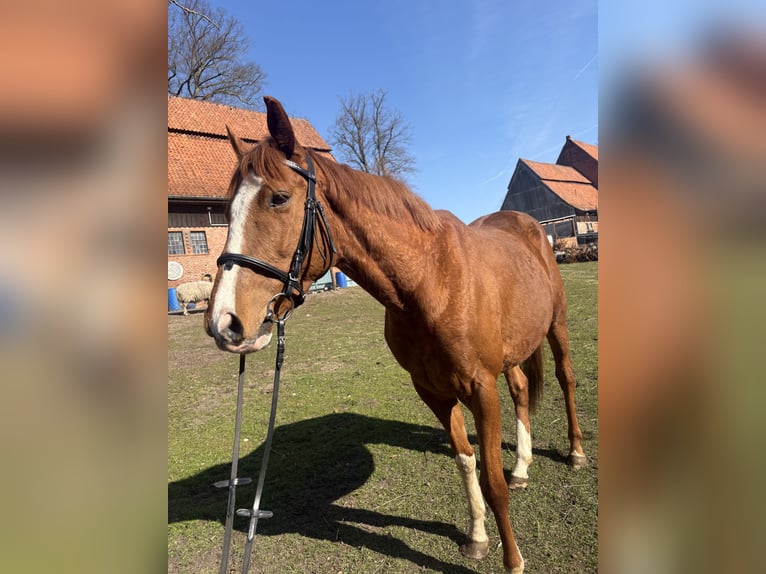 Pur-sang anglais Hongre 4 Ans 160 cm Alezan in BanzinDersenow