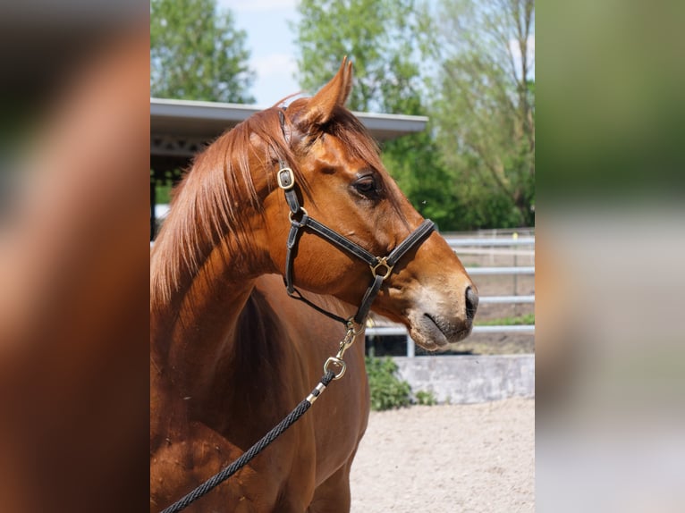Pur-sang anglais Hongre 4 Ans 160 cm Alezan in G&#xFC;nzburg