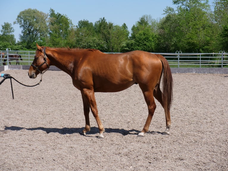 Pur-sang anglais Hongre 4 Ans 160 cm Alezan in G&#xFC;nzburg