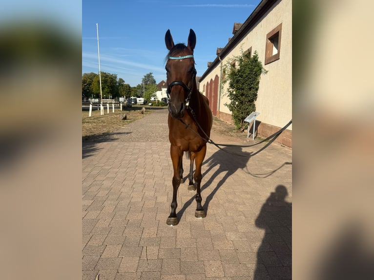 Pur-sang anglais Hongre 4 Ans 160 cm Bai in Zweibrücken