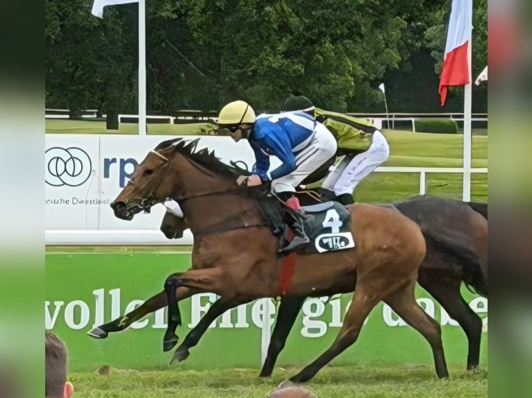 Pur-sang anglais Hongre 4 Ans 160 cm Bai in Duisburg