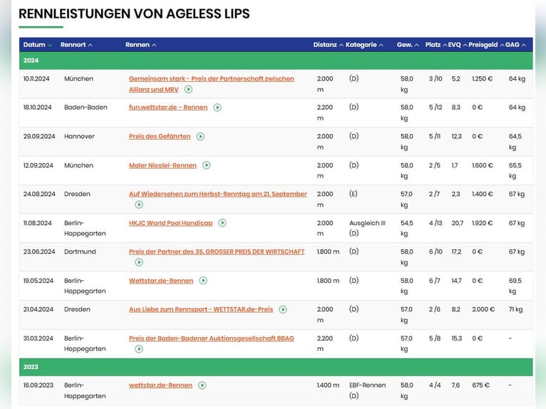 Pur-sang anglais Hongre 4 Ans 162 cm Bai in Neuenhagen