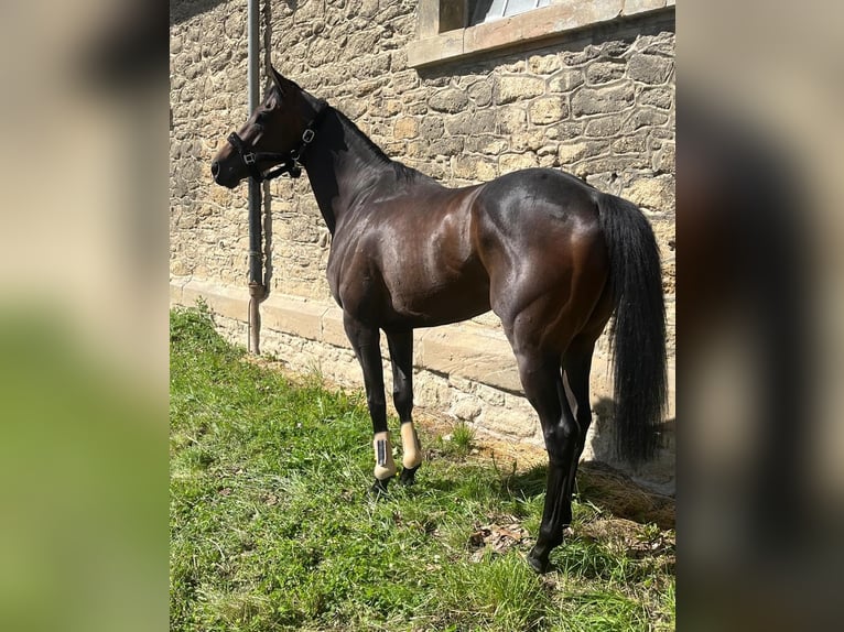 Pur-sang anglais Hongre 4 Ans 163 cm Bai brun in Iffezheim