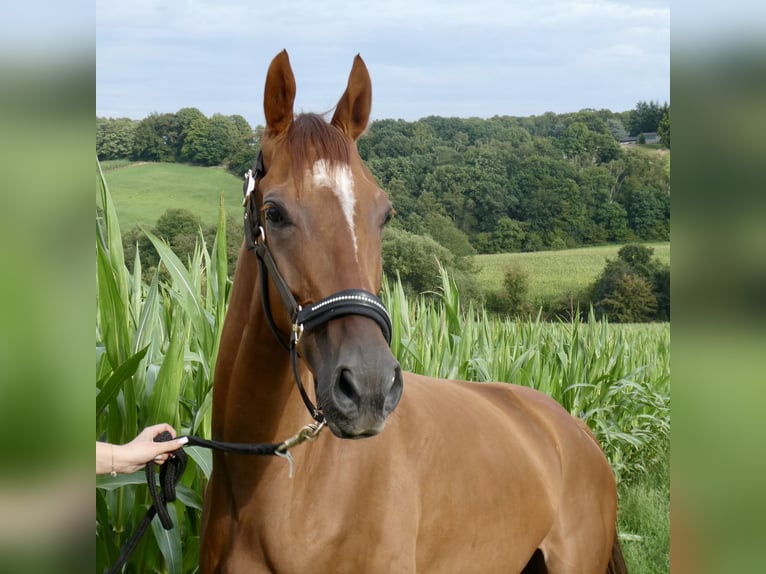 Pur-sang anglais Hongre 4 Ans 164 cm Alezan in Wuppertal