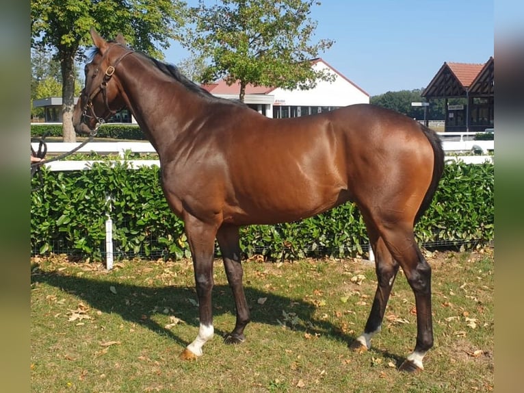 Pur-sang anglais Hongre 4 Ans 164 cm Bai in Schweighofen