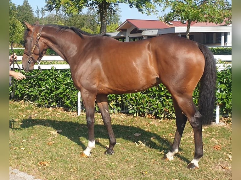 Pur-sang anglais Hongre 4 Ans 164 cm Bai in Schweighofen