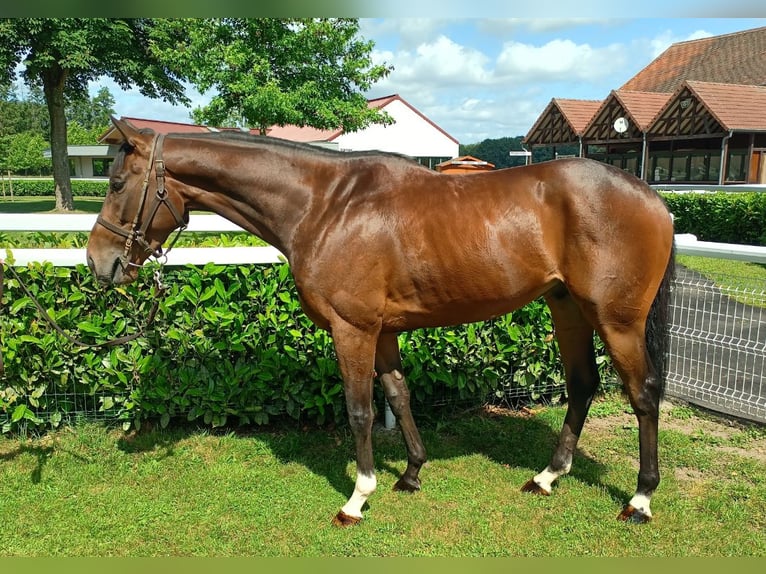 Pur-sang anglais Hongre 4 Ans 164 cm Bai in Schweighofen