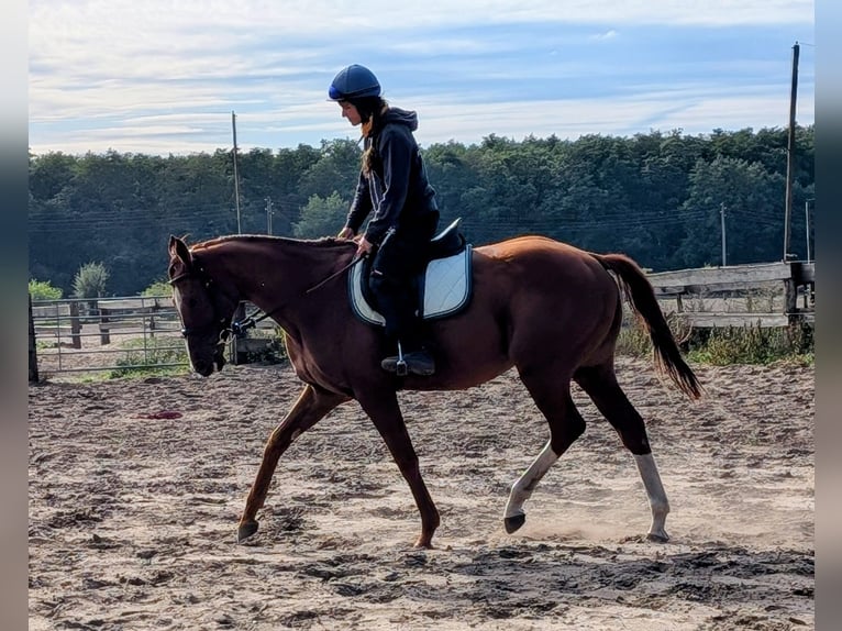Pur-sang anglais Hongre 4 Ans 165 cm Alezan in M&#xF6;ser