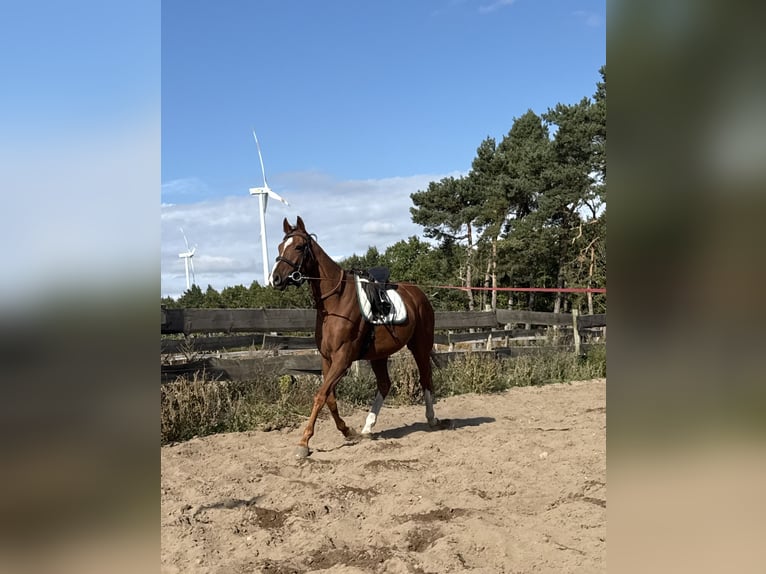 Pur-sang anglais Hongre 4 Ans 165 cm Alezan in M&#xF6;ser
