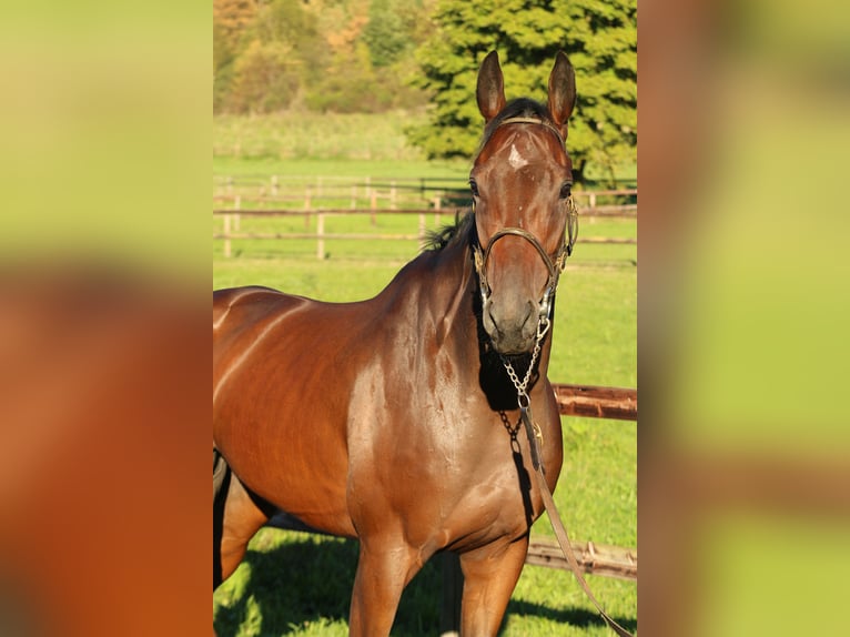 Pur-sang anglais Hongre 4 Ans 165 cm Bai in Weilerswist