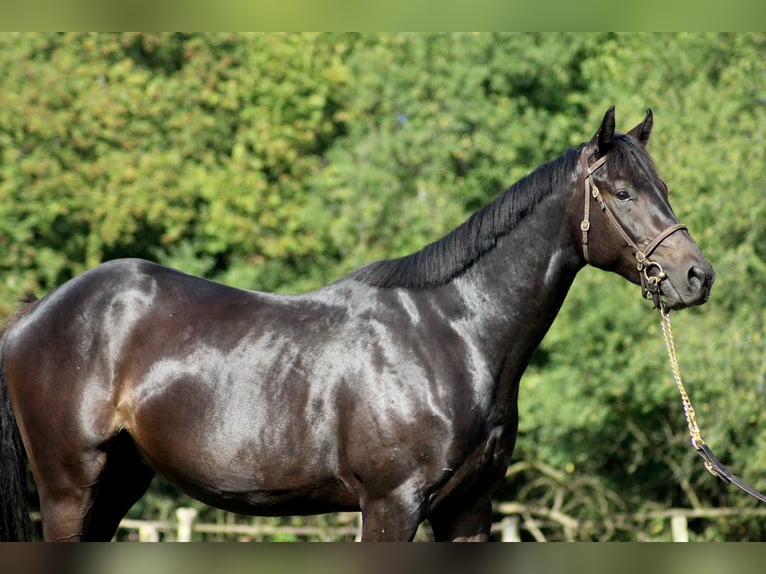 Pur-sang anglais Hongre 4 Ans 165 cm Noir in Hamburg Lemsahl-Mellingstedt