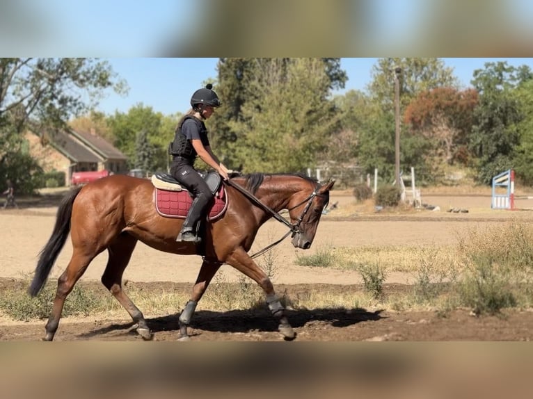 Pur-sang anglais Hongre 4 Ans 166 cm Bai cerise in Dunakeszi