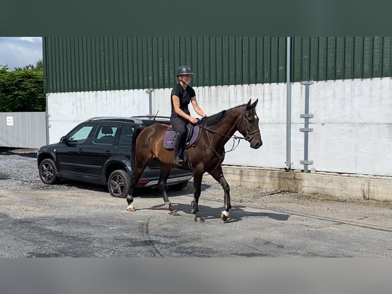 Pur-sang anglais Hongre 5 Ans 155 cm Bai in Sligo